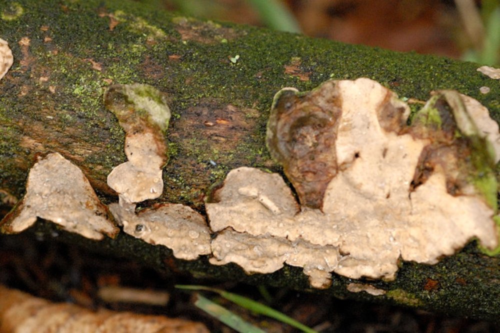 會分解木質的真菌Phanerochaete velutina。（圖片來源：James Lindsey at Ecology of Commanster）
