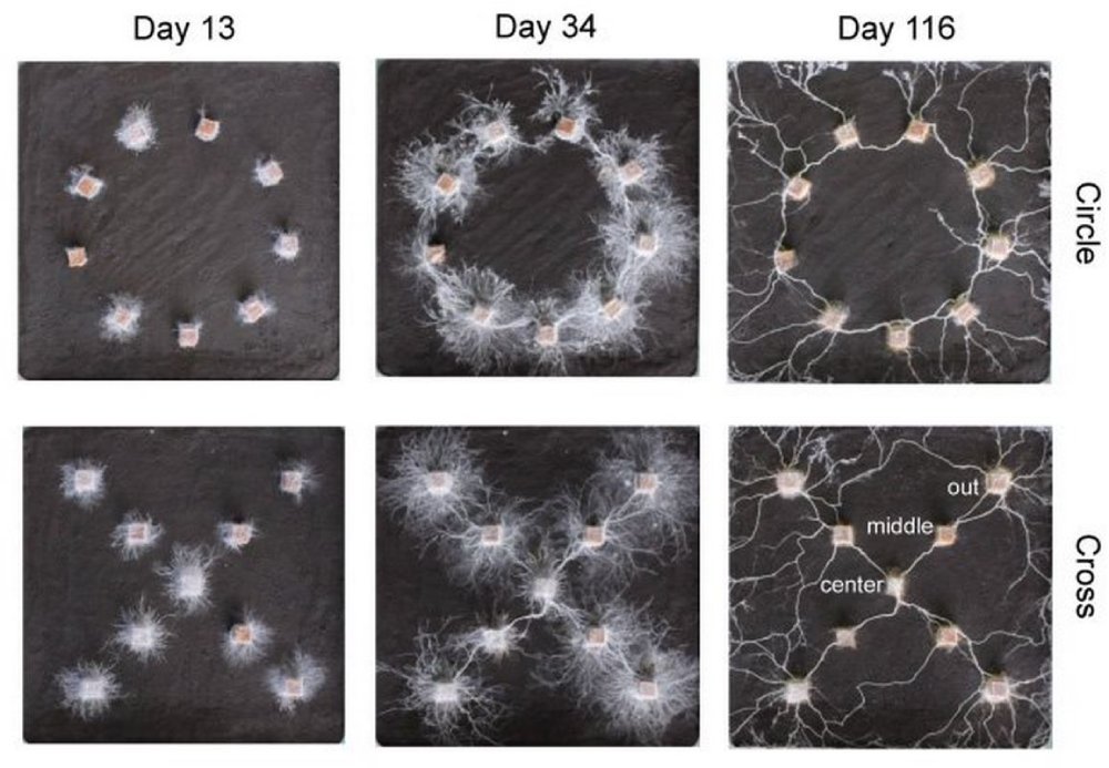 Credit: ©Yu Fukasawa et al.